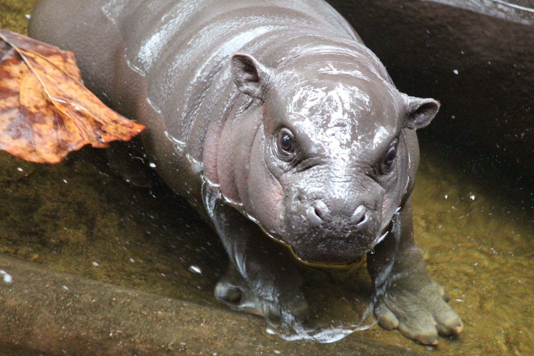 Pygmy hippo calf